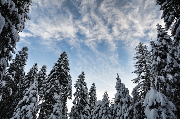 Scena invernale, bellezza naturale