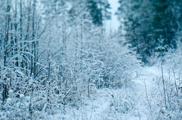 冬のシーン。プルースの枝。雪に覆われた森