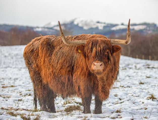 Photo winter scene scottish highland cow