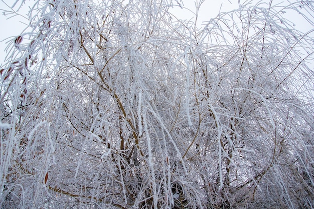 겨울 시즌의 겨울 장면 스노우 스노우 파크와 함께 나무