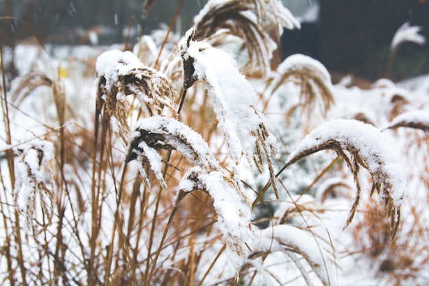 긴 잔디에 눈이 내리는 겨울 장면