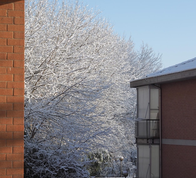 Scena invernale con neve