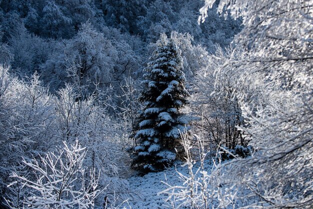 Winter scene with snowy forest winter landscape with trees\
covered with snow hoarfrost