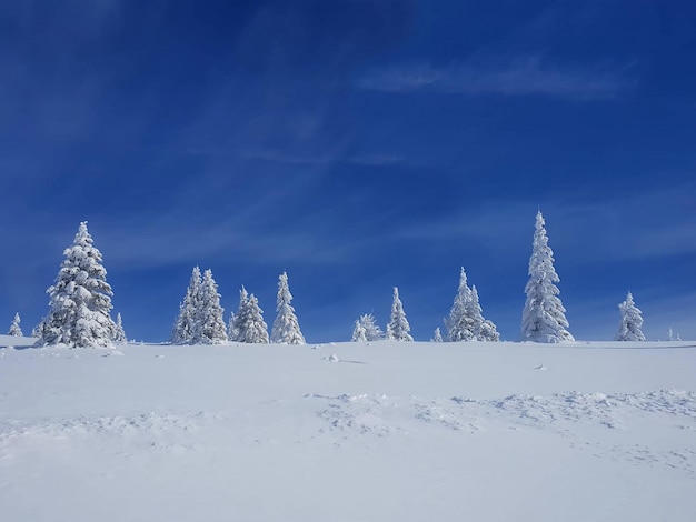 Winter scene with snowy pines