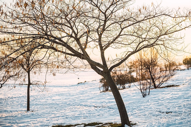 田園地帯の夕日の光の中で雪に覆われた牧草地に生えている葉のない木々や茂みのある冬の風景