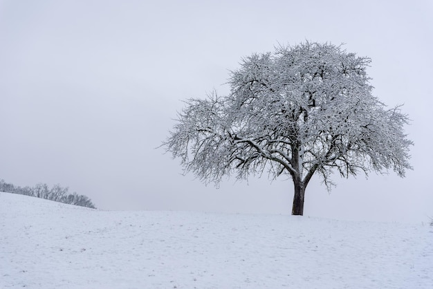 雪に覆われた丘の上に1本の木がある冬の風景