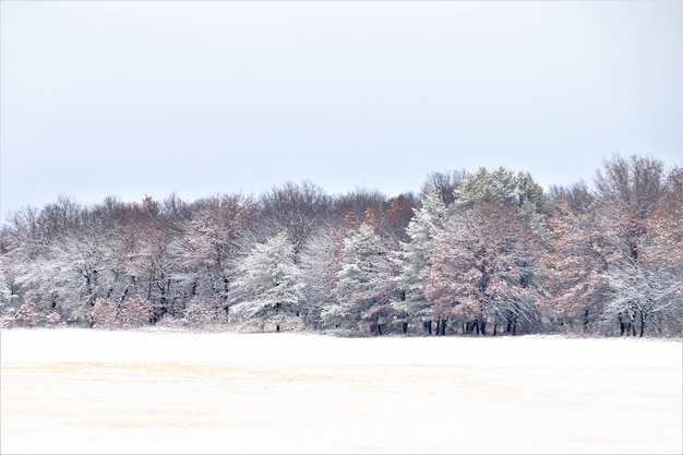 winter scenes