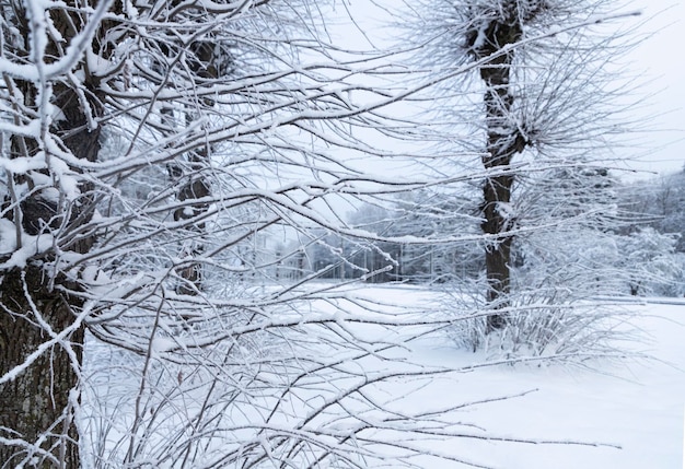 写真 雪の中の冬の海の風景