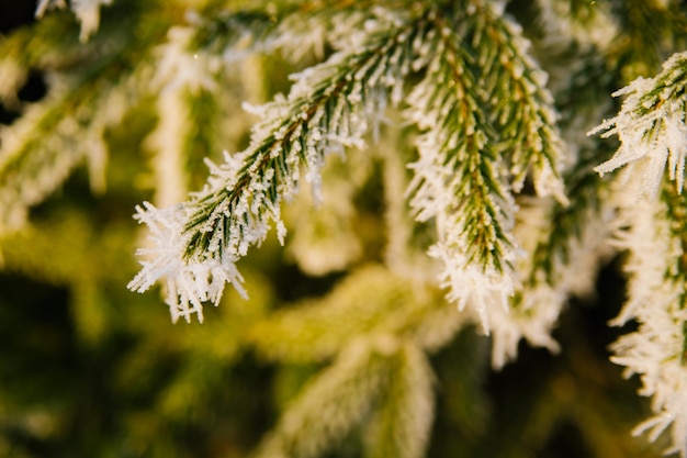 Winter season An evergreen Christmas tree with the main branches covered with white snow Beauty is in nature Natural background and texture