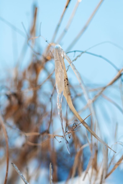 Stagione invernale nel campo primo piano dettagli del campo in erba nel ramo wintera di canne ricoperte di ghiaccio