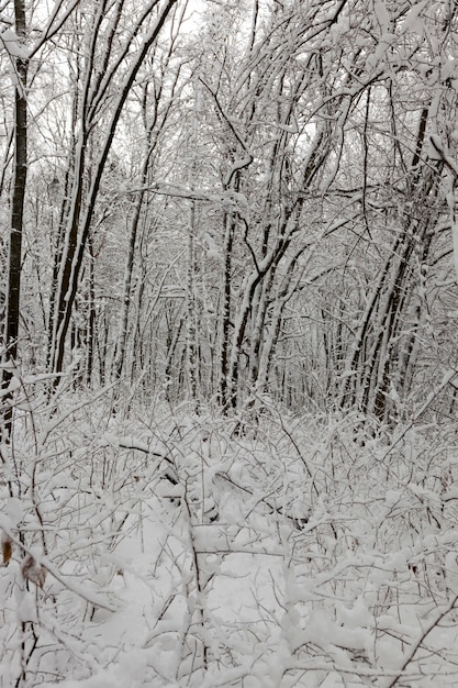 吹雪や降雪の後の雪の中で葉のない落葉樹、裸の木のある森や公園の冬の季節