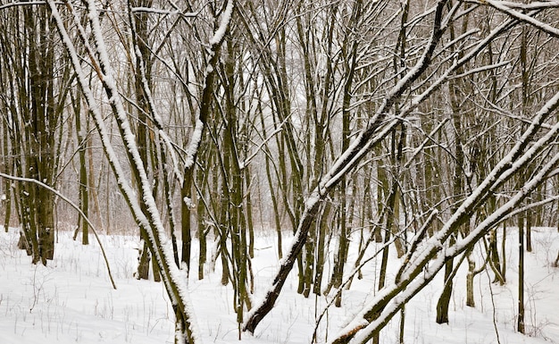 Winter season in the forest