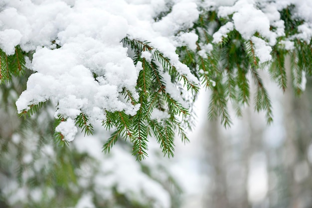 Winter season outdoors Pine branches covered with snow copy space