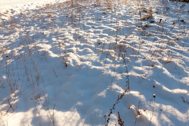 冬の季節。白い雪が閉じた草を漂わせ、寒さの始まりとともに乾きます。被写界深度が浅い。