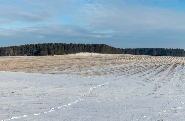 Winter season with snowdrifts after snowfall