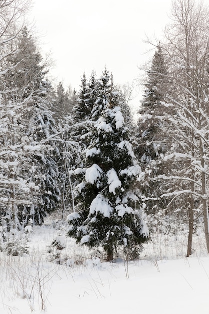 Winter season of the year in the forest