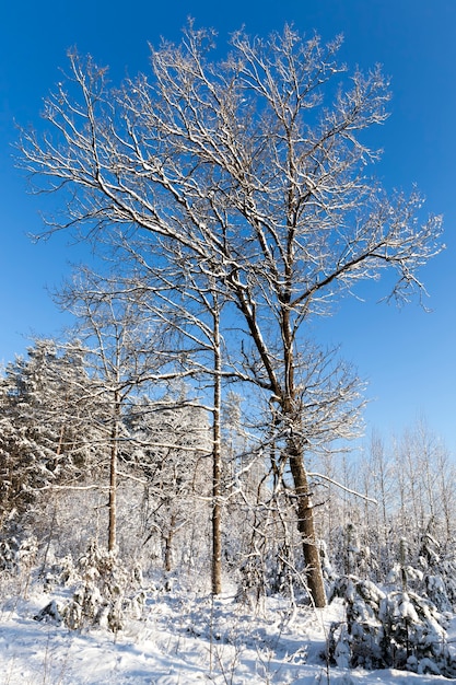 winter seizoen