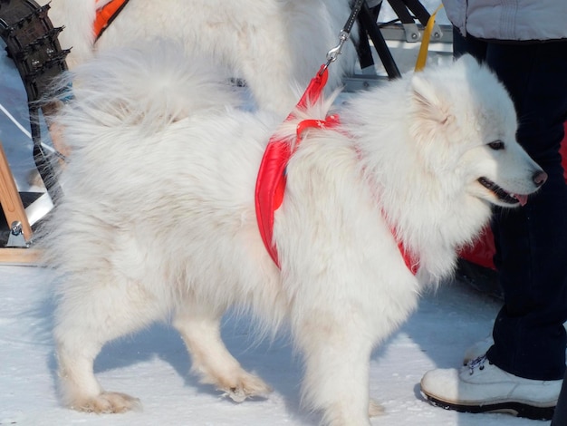 Зимняя гонка на собачьих упряжках белая собака