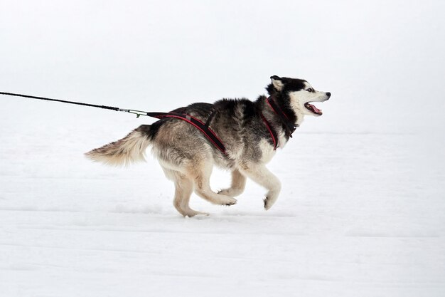 Winter sled dog racing in mountains