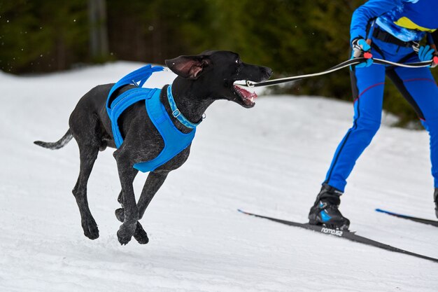 Winter sled dog racing in mountains