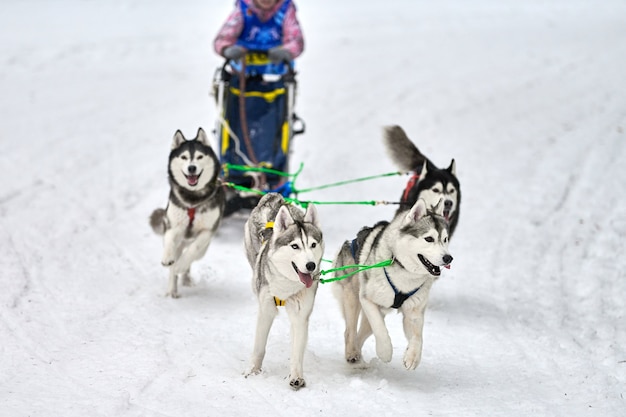 Winter sled dogs racing in mountains