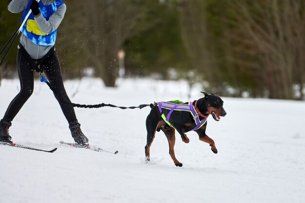 Winter sled dogs racing in mountains