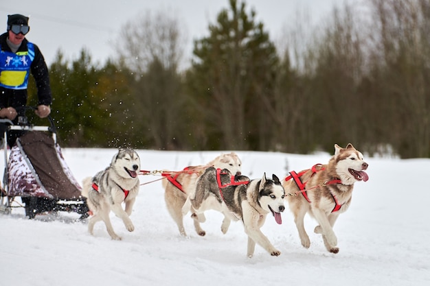 Winter sledehonden racen in de bergen