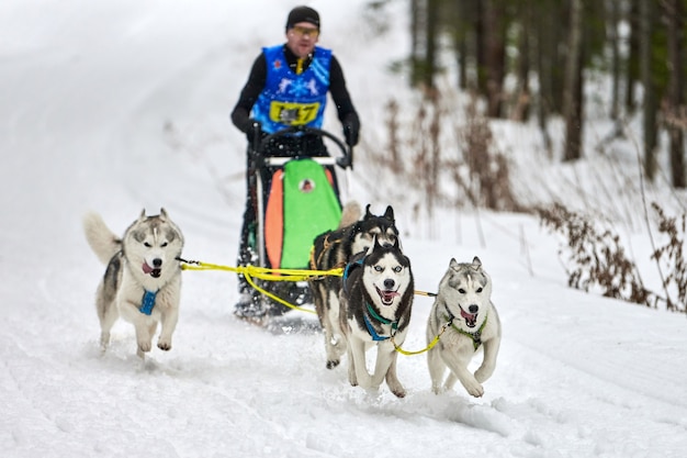 Winter sledehonden racen in de bergen