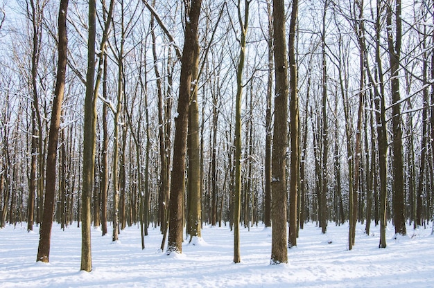 Winter sneeuw bedekt bomen achtergrond