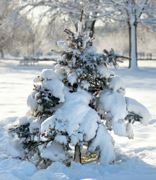 Winter sneeuw bedekt kleine dennenboom in stadspark