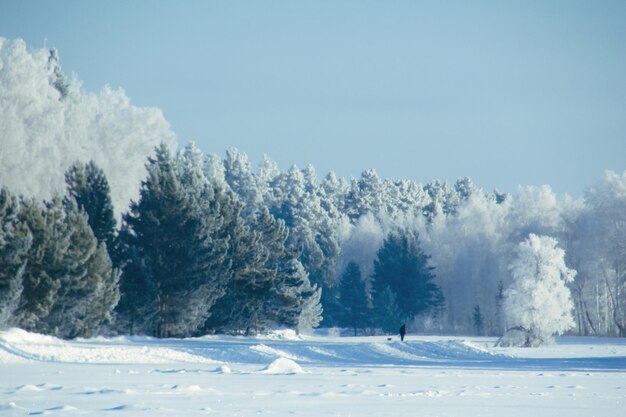 Winter sneeuw bos achtergrond. Landschappen en koude natuur en besneeuwde bomen. Witte ijsscène en blauwe hemel. Kerst vorst. Bevroren Kerstmis. Buiten wonderland. Panorama. Schilderachtig uitzicht zoals in een sprookje.