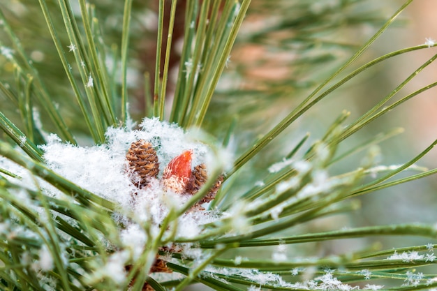 Foto winter. sneeuw ligt op een groene pijnboomtak en dennenappels