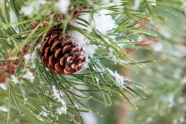 Winter. Sneeuw ligt op een groene pijnboomtak en dennenappels