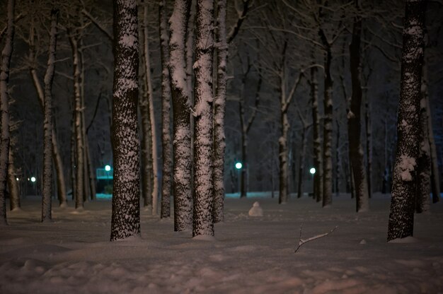 Winter sneeuw nacht Park