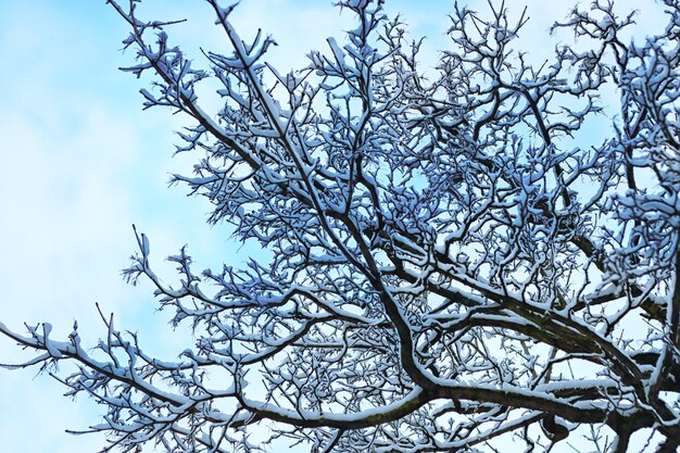 winter sneeuw tak boom bedekt