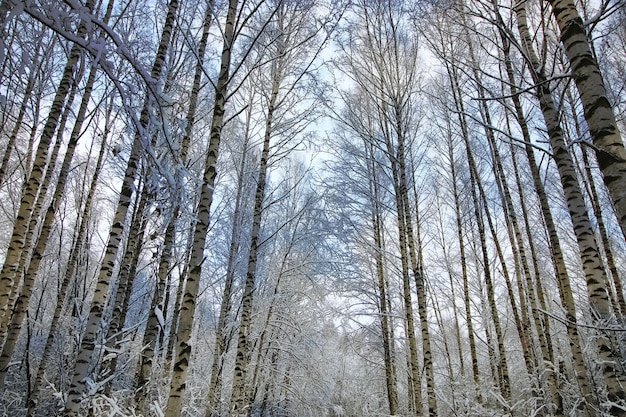 Winter sneeuw tak boom bedekt