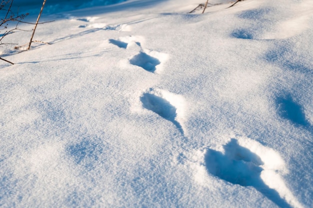 Winter sneeuw textuur close-up met voetafdrukken van een vogel