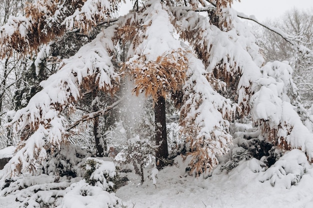 Foto winter sneeuwseizoen in het stadspark bedekt met bomen sparren dennen vakantie vakantie weekend