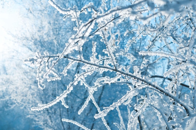 Winter snow on the branches of a tree.