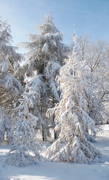 Зимние заснеженные хвойные деревья в городском парке