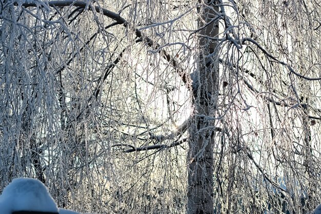 Winter snow covered tree branches