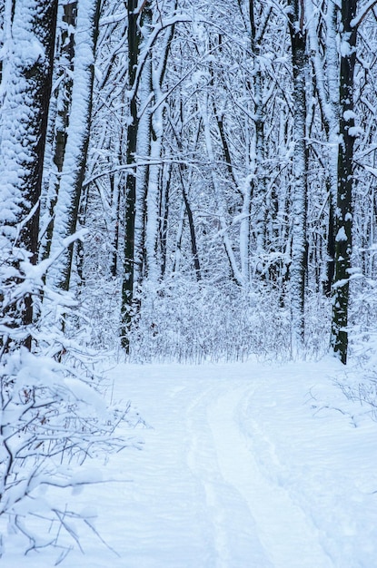 冬の雪に覆われた木の背景