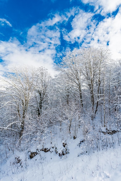 Winter snow covered trees in the mountains