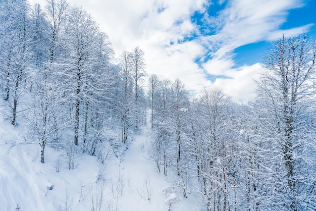 冬の雪に覆われた山の木々