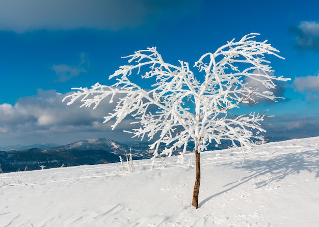 山の冬の雪が降った木