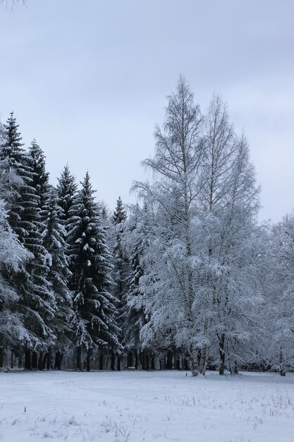 モミの木の冬の雪