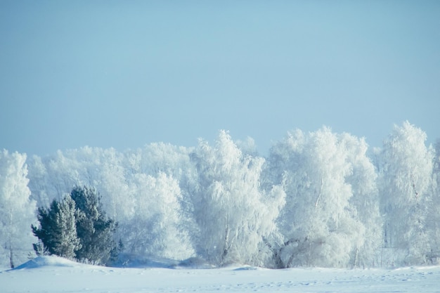 冬の雪の森の背景。雪に覆われた木々のある風景と冷たい自然。白い氷のシーンと青い空。クリスマスの霜。冷凍クリスマス。屋外の不思議の国。パノラマ。おとぎ話のような風光明媚な景色。