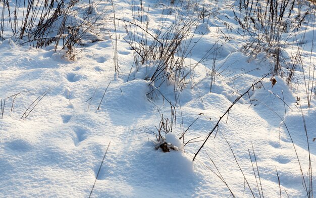 winter snow and grass