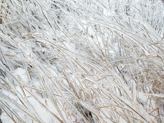 Зимний снег и ледяная глазурь на траве
