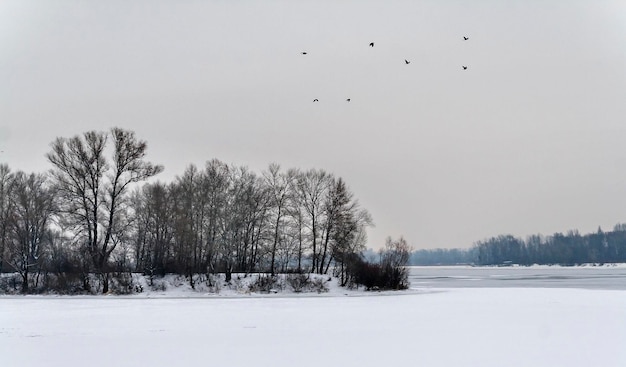 Photo winter snow landscape trees over lake